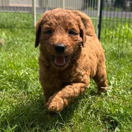 Mozzy Mozzerella - Red male Bordoodle puppy in Canfield, Ohio from Poo's Doo's & Inu's