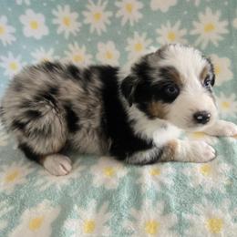 Light - Blue merle female Australian Shepherd puppy in Colorado from Firestone Australian Shepherds