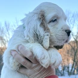 Larry - Lemon and white male English Springer Spaniel puppy in Bay City, Wisconsin from Springer Hills Farm