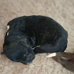 Sprout - Black and white male Aussiedoodle puppy in Mount Clare, West Virginia from Pineview Farms Australian Shepherds