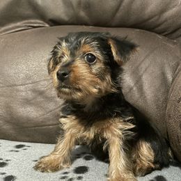Yorkshire Terrier Puppies from Suttons Yorkies
