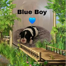 Blue boy - Parti male Yorkshire Terrier puppy in Inverness, Florida from Luvayorkie&more