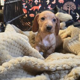 A - Cream male Dachshund puppy in Willard, Utah from Simply Sharing Love