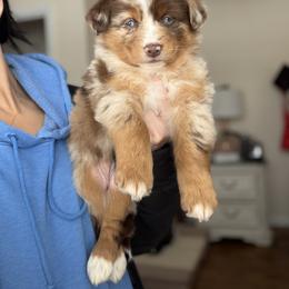 Cindy Lou - Red merle female Australian Shepherd puppy in Tyner, Kentucky from Lil’ Town Aussies