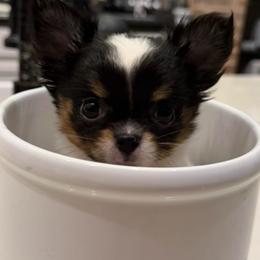 Extra tiny , Baron, 7,800 - Black and white male Chihuahua puppy in Burleson, Texas from Tiny Diiamond Chihuahua