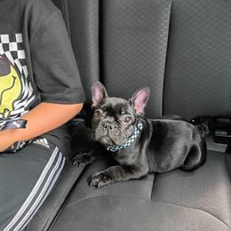 Maverick Stone - Brindle male French Bulldog puppy in Sallisaw, Oklahoma from Grayhill Kennel's