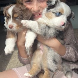 Toy Australian Shepherd Puppies from Kagarice Family