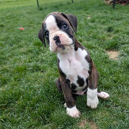 Axl - Brindle Boxer puppy in Wellington, Ohio from Brinkhaven Boxers