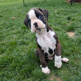 Axl - Brindle Boxer puppy in Wellington, Ohio from Brinkhaven Boxers
