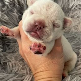 French Bulldogs from Cabry French Bulldogs