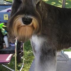 Miniature Schnauzers from Ernhart & Oblivion