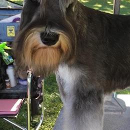 Miniature Schnauzers from Ernhart & Oblivion