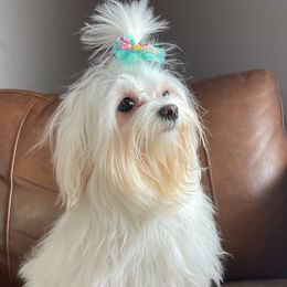 Cotons de Tulear, Havanese, Havapoos, Maltese, and Poodles from Petite Joie Puppies