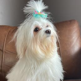 Cotons de Tulear, Havanese, Havapoos, Maltese, and Poodles from Petite Joie Puppies