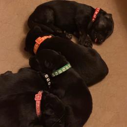 Black collar Girl - Bi-color female German Shepherd puppy in Centralia, Illinois from Janices AKC German Sheperds LLC