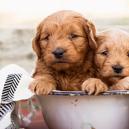 Cavapoos and Goldendoodles from Bestiedoodles