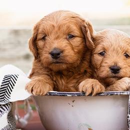 Cavapoos and Goldendoodles from Bestiedoodles