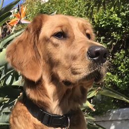 Maya - Golden Retriever