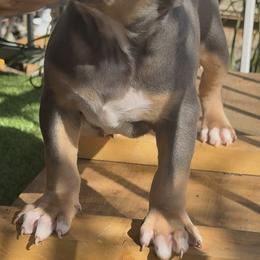 American Bully Puppies from M&M XL Bully Kennel