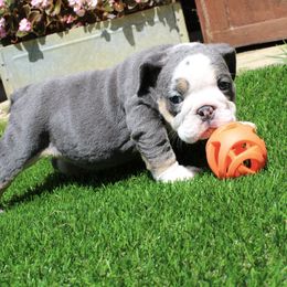 Bubbles - Blue tri-color female Bulldog puppy in Ben Lomond, Arkansas from Miesha Carver's Bulldogs