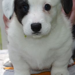Cardigan Welsh Corgi Puppies from Dragonfly Cardigan Welsh Corgis