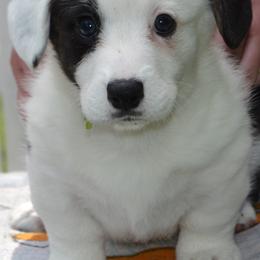 Cardigan Welsh Corgi Puppies from Dragonfly Cardigan Welsh Corgis