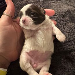 Girl 1 - Liver and white female Shih Tzu puppy in Lakeland, Florida from The Townsend Tzu