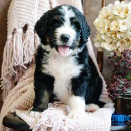 Chispa - Tri-color male Bernedoodle puppy in Grove, Oklahoma from Grand Lake Poodles & Doodles