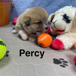 Percy - Red male Pembroke Welsh Corgi puppy in Apison, Tennessee from Ashmore Corgis