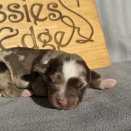 Champagne - Red merle female Australian Shepherd puppy in Litchfield, New Hampshire from Aussies Edge Farm