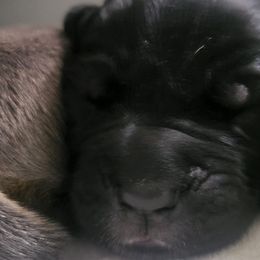 Blue Boy - Black Cane Corso puppy in Montgomery, New York from Mormaxx Kennel
