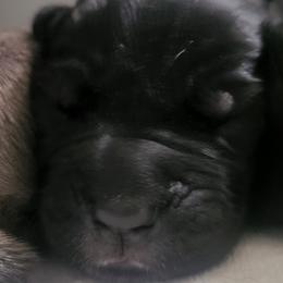 Blue Boy - Black Cane Corso puppy in Montgomery, New York from Mormaxx Kennel