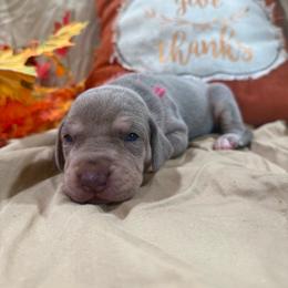Marcie - Silver female Great Dane puppy in Corsica, Pennsylvania from Ferguson Family Danes LLC