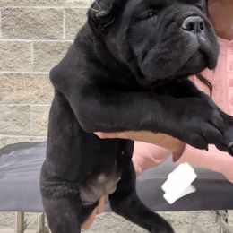 WHITE COLLAR Girl 5 - Cane Corso puppy from Midnight Cane Corso USA