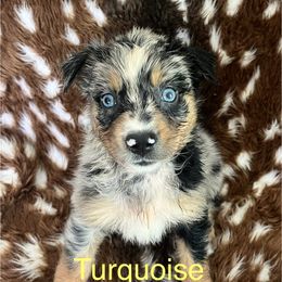 Turquoise - Blue merle female Australian Shepherd puppy in Jesup, Georgia from Painted Platinum Kennel Golden Retrievers & Australian Shepherds