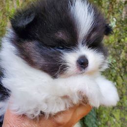 Sanoia pup 4 - Tri-colored male Pomeranian puppy in Carrollton, Georgia from B AND R'S POMERANIAN'S