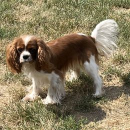 Micah - Cavalier King Charles Spaniel