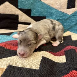Smokey - Slate merle male Border Collie puppy in Mesa, Arizona from Ranch Girl Border Collies