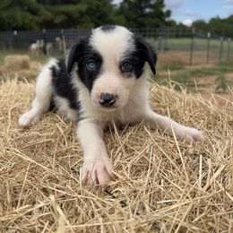 Boy 7 - R - Black and white male Border Collie puppy in Annona, Texas from Madeline's Border Collies