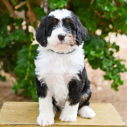 Fava - Tri-color male Bernedoodle puppy in San Tan Valley, Arizona from Sun Valley Goldendoodles