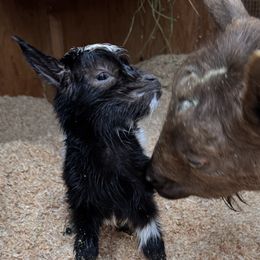 Dachshunds from AJMT Ranch