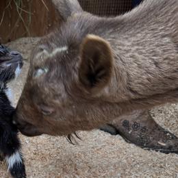 Dachshunds from AJMT Ranch