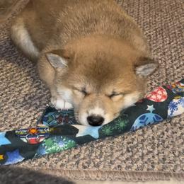 Shiba Inu Puppies from Animal Farm Shiba Inus & Mameshibas