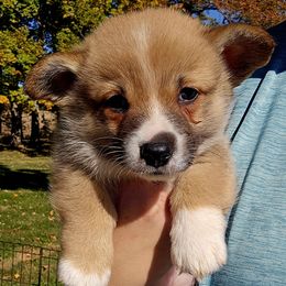 American Corgi Puppies from Whitecreek Corgis of Columbus, IN