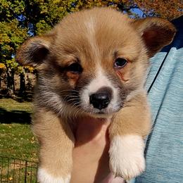 American Corgi Puppies from Whitecreek Corgis of Columbus, IN