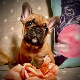 French Bulldogs from Tra La French Bulldogs