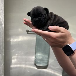 French Bulldog Puppies from Odom Frenchies