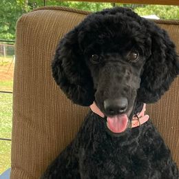 Poodles from Amazing Grace Poodles