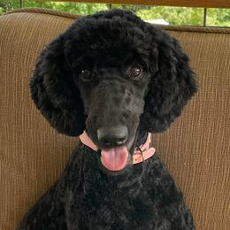 Poodles from Amazing Grace Poodles