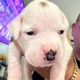 Boy 1 - royal blue - White male Boxer puppy in Nashville, Tennessee from Best Friends
